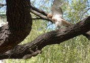 Hawk vs. Squirrel in Union Square Park 