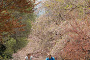 Central Park Bridal Path in Spring Bloom 