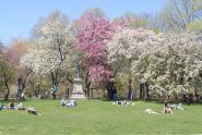 Central Park in Spring 