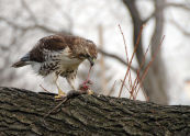 Hawk with Prey 