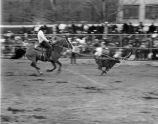 Fifth Annual Black World Championship Rodeo, Cowboy Lassoes Calf 