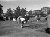 Children Planting, Park Farm Contest 