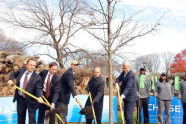 Planting a replacement sapling 