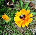 Bee on flower 