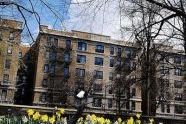 A goose surveys the daffodils at 110th Street & Lenox Avenue 