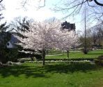 Flowering Cherry Trees 