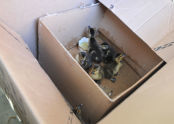 Box of Ducklings 