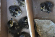 Inside the Box of Ducklings 