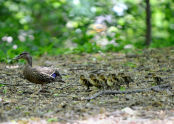 Ducks in a Row 