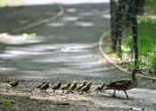 Duck Crossing 