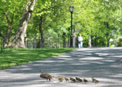 Central Park Ducks 