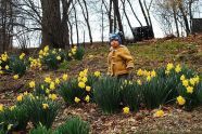 Hugo Pingoud Chung examines the daffodils along East Drive 