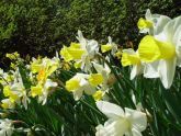 Conservatory Garden 