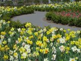 Daffodils in Battery Park 