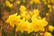 Daffodils 2006 