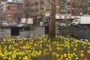 A field of daffodils 