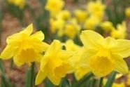 Daffodils 2006 