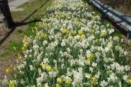 A long stretch of daffodils 