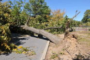 Maria Hernandez Park Storm Damage 