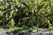 Maria Hernandez Park Storm Damage 