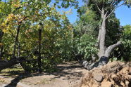 Maria Hernandez Park Storm Damage 