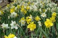 White and yellow daffodils 