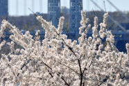 Spring at Fort Tryon Park 