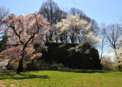 Spring at Fort Tryon Park 