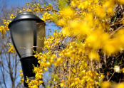 Spring at Fort Tryon Park 