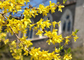 Spring at Fort Tryon Park 