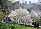 Spring at Fort Tryon Park 