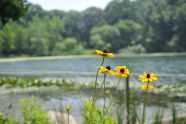 Oakland Lake 