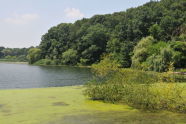 Restoration of Oakland Lake 