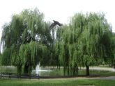 Willow at Bowne Lake 