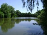 Golden Pond at Crocheron Park 