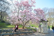 Spring in Central Park 