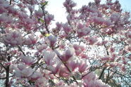 Cherry Blossoms in Central Park 