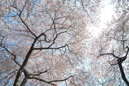 Looking Up At Cherries 