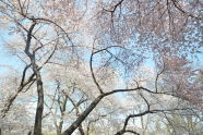 Cherry Trees in Central Park 