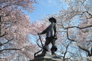 The Pilgrim and His Cherry Trees 