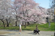 Spring in Central Park 