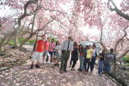 Cherry Trees and the Urban Park Rangers 