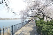 Cherries Along the Conservatory Water 