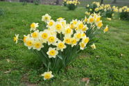 Daffodils in Central Park 