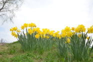 Daffodils in Central Park 