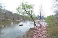 Spring in Central Park 