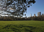 First Mow at Central Park's Sheep Meadow 