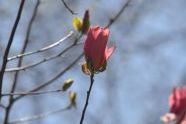 A Flowering Tree at Morningside Park 