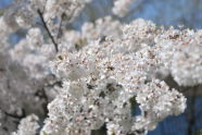 Crabapple Blossoms at Silver Lake Park 