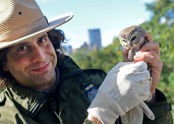 Saw-Whet Owl at the Arsenal 